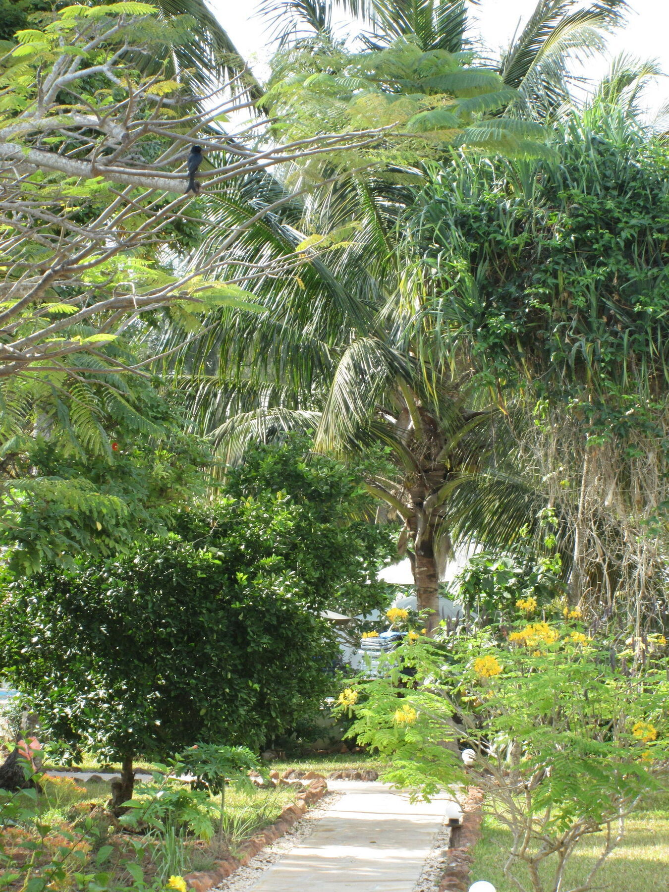 Flame Tree Cottages Nungwi Exterior foto